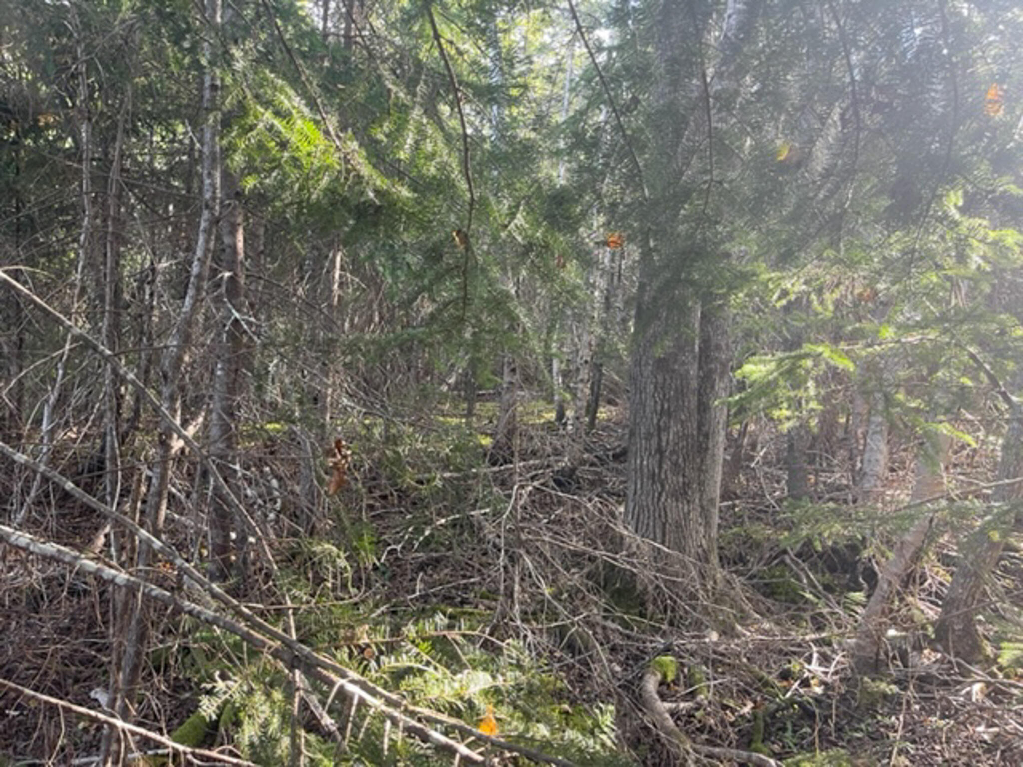 M40L85 Lyons Road Lubec ME 04652