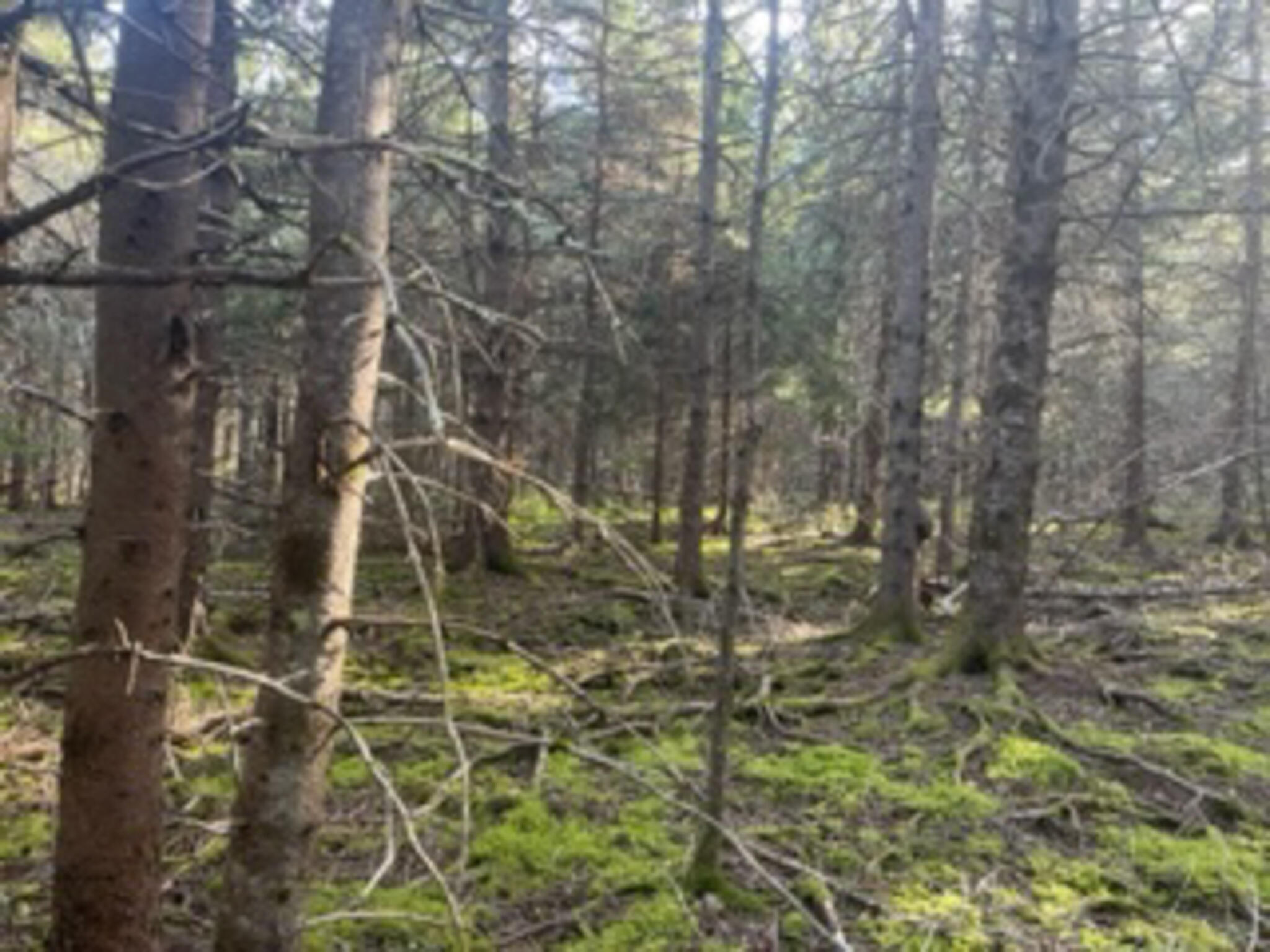 M40L85 Lyons Road Lubec ME 04652