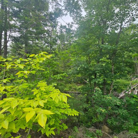 Lot 1 Kelly Lane Millinocket ME 04462