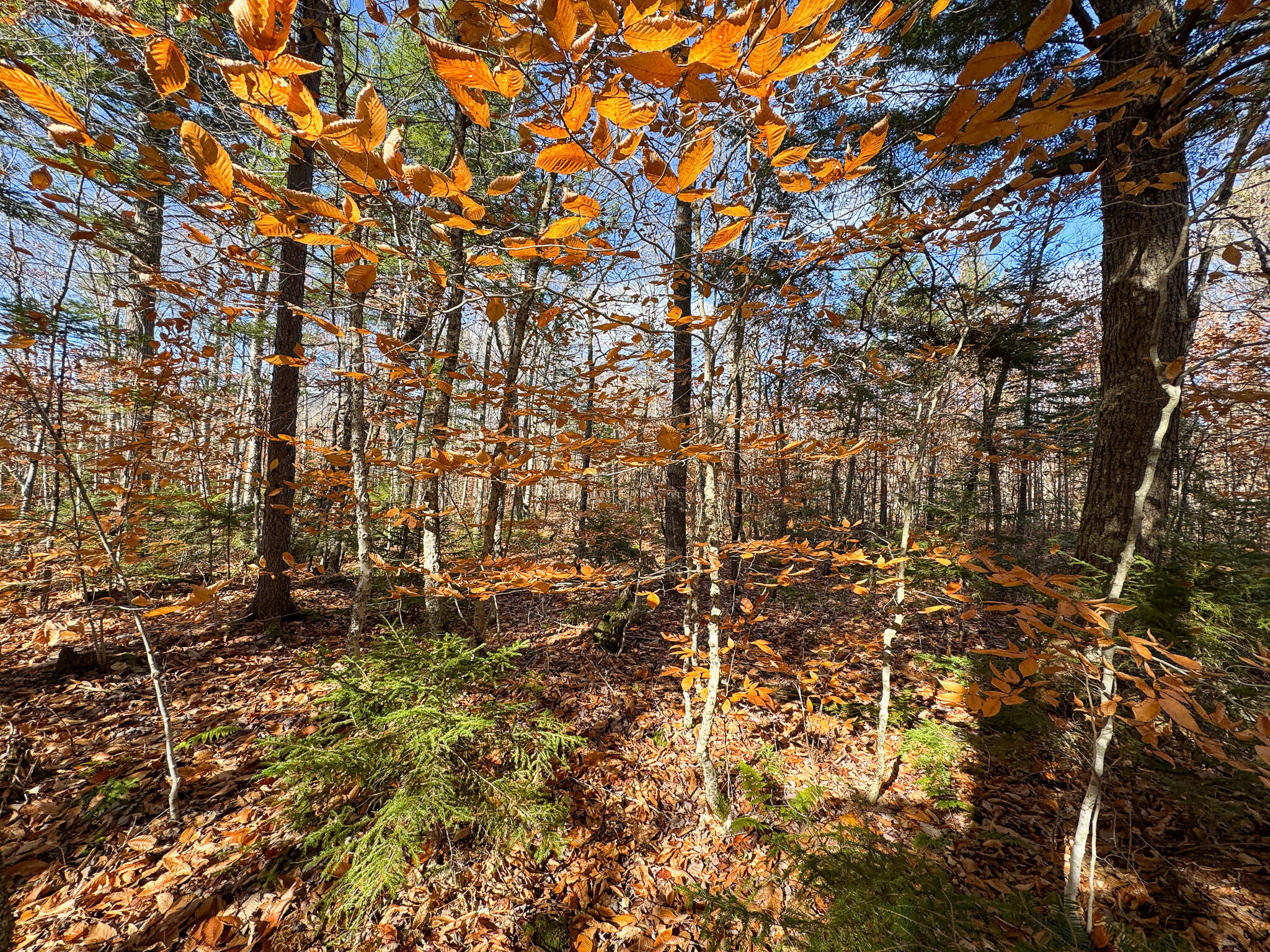 M5L16 Aroostook Scenic Highway Hersey ME 04780