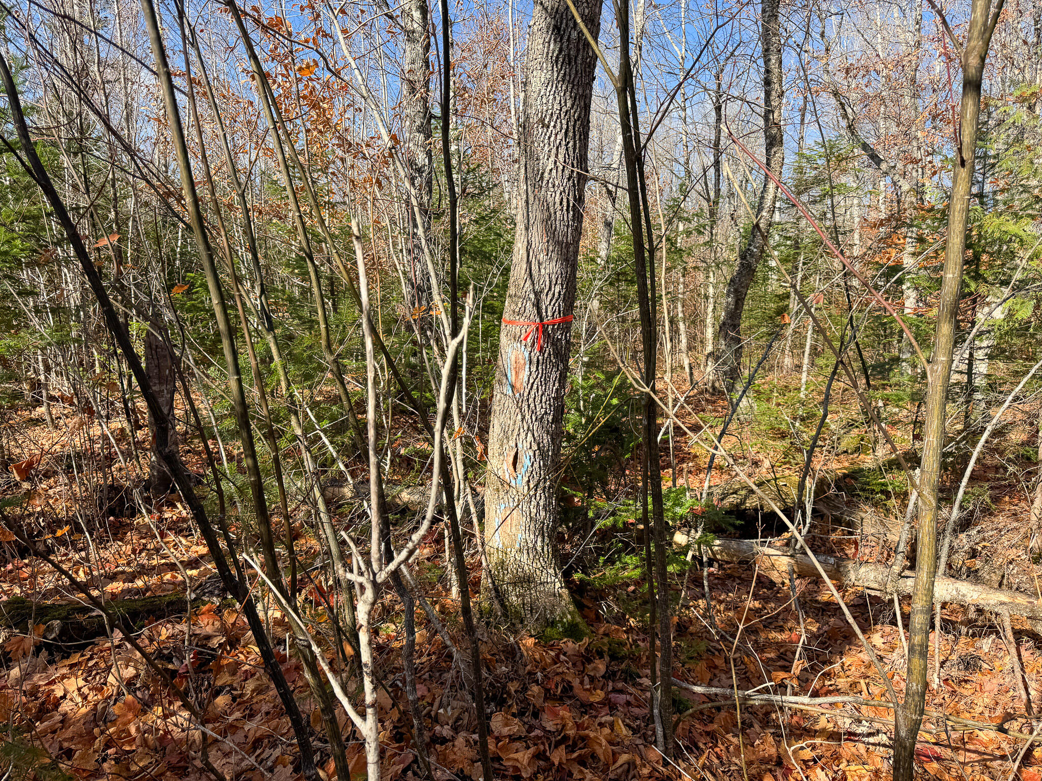 M5L16 Aroostook Scenic Highway Hersey ME 04780