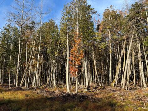 070-014 Sunrise Shore Road Steuben ME 04680