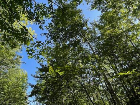 Lot 53 Robb Hill Road Alexander ME 04694