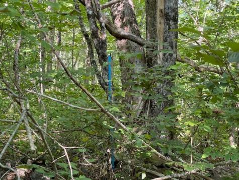 Lot 53 Robb Hill Road Alexander ME 04694