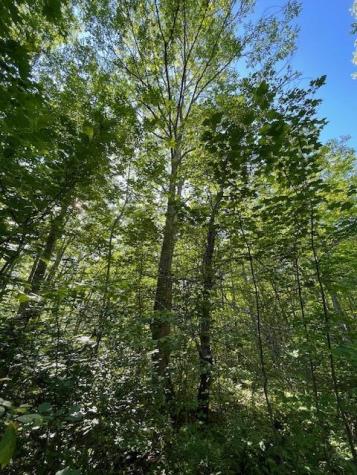 Lot 53 Robb Hill Road Alexander ME 04694