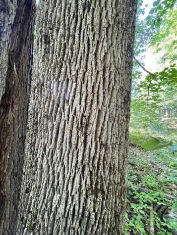 Lot 53 Robb Hill Road Alexander ME 04694