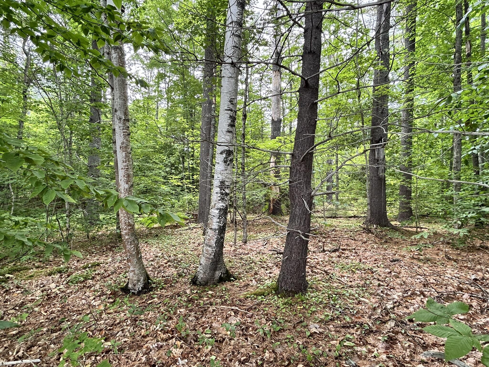 M11 L14 Vaughn Road Dover-foxcroft ME 04426