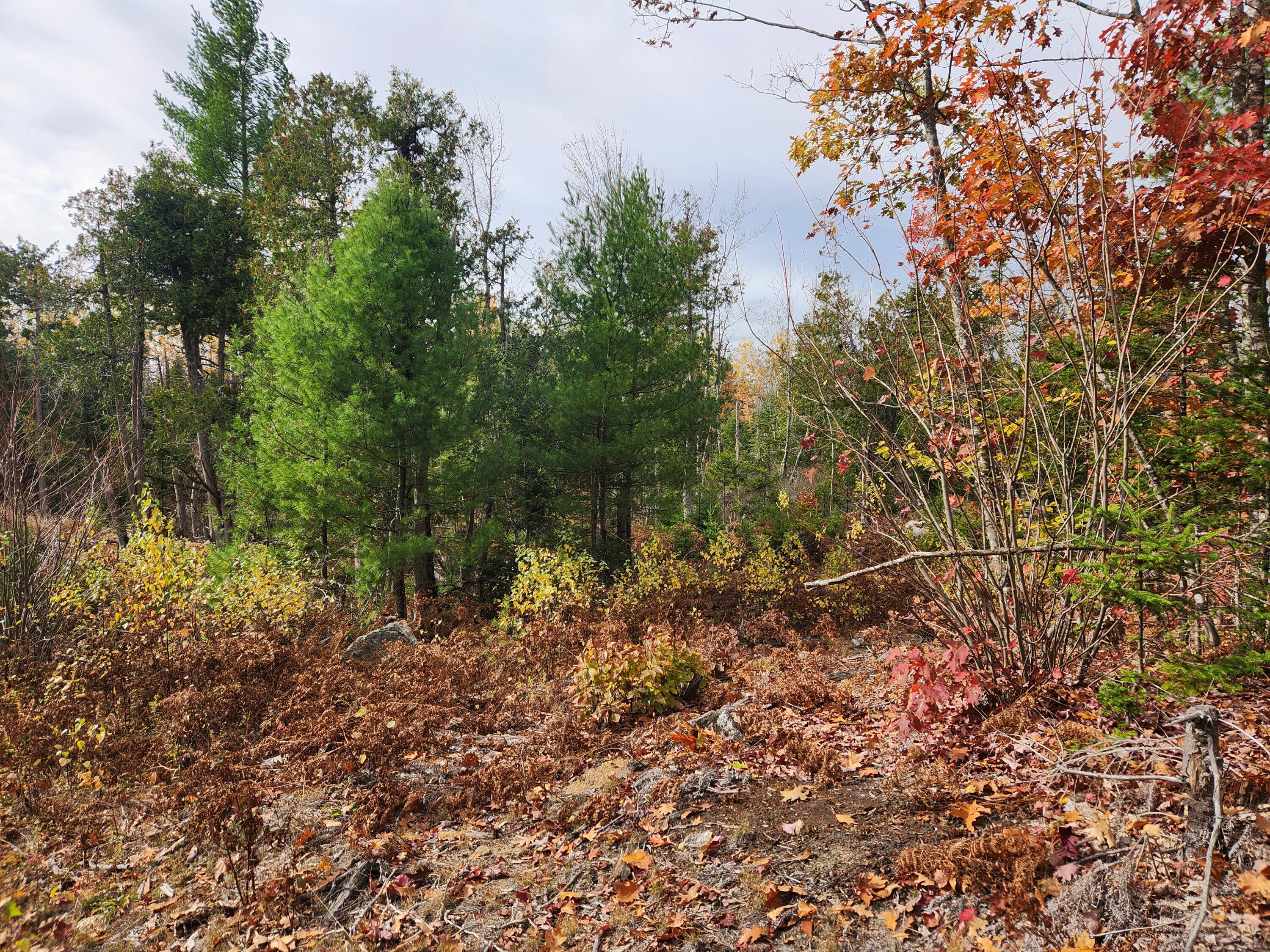 Lot A Blackberry Lane Buckfield ME 04220