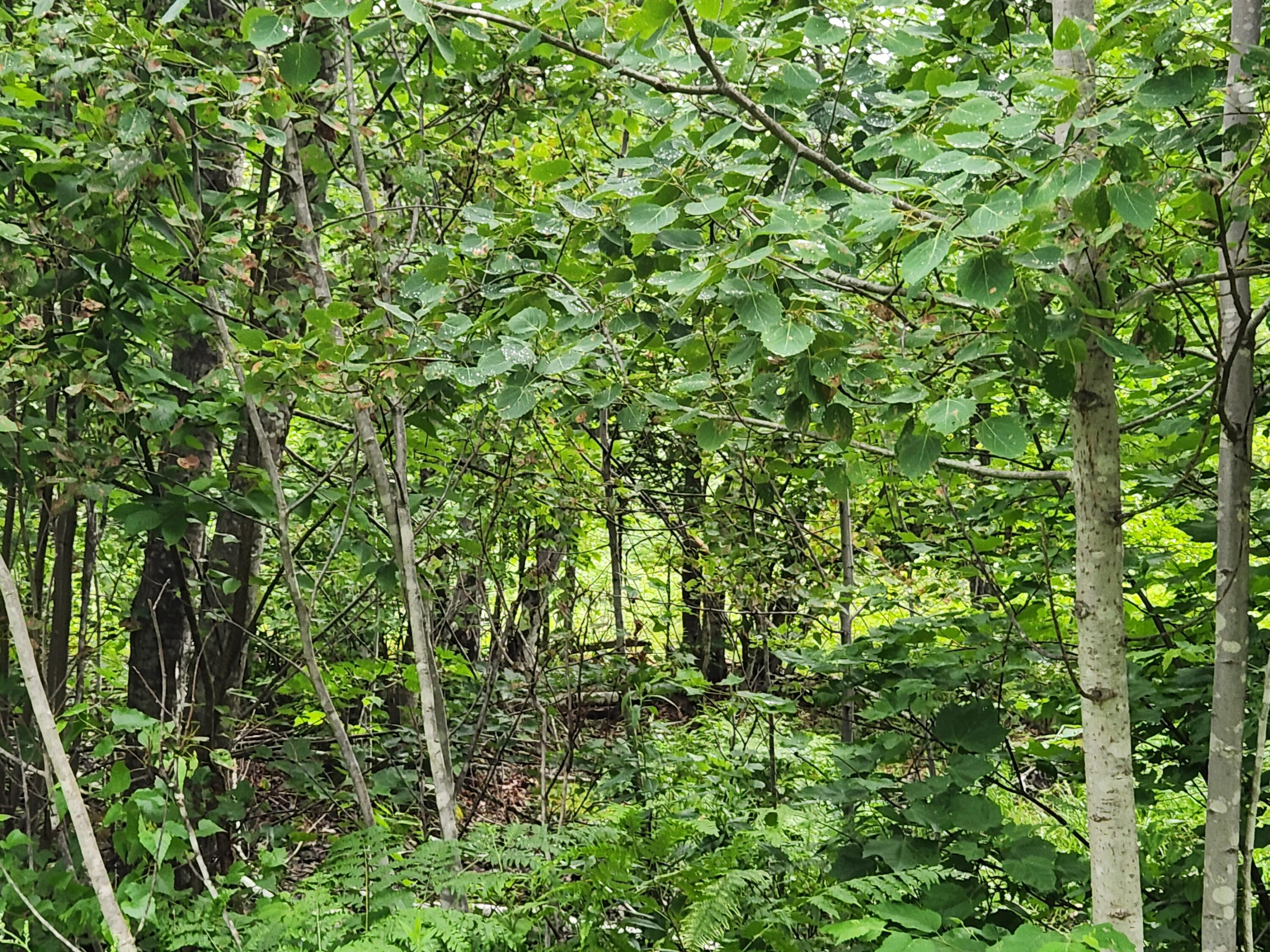 Lot A Blackberry Lane Buckfield ME 04220