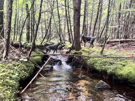 Lot 06 Mcintire Road Waterford ME 04088