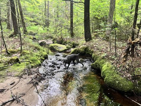 Lot 06 Mcintire Road Waterford ME 04088