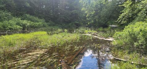 Off Springy Pond Road Otis ME 04428