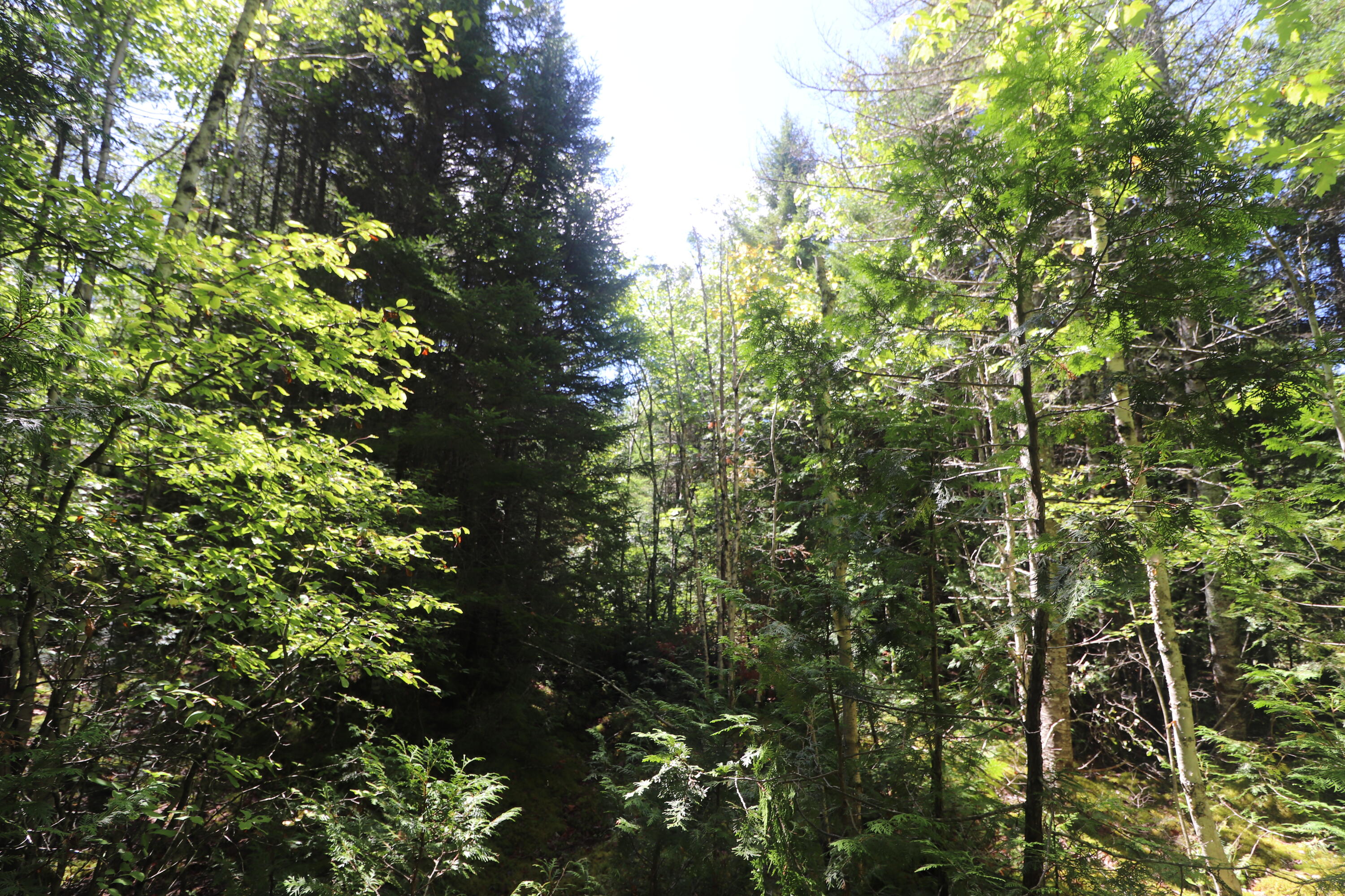 Map 01 Lots 6.4 6.5 Route 191 Cathance Twp ME 04657