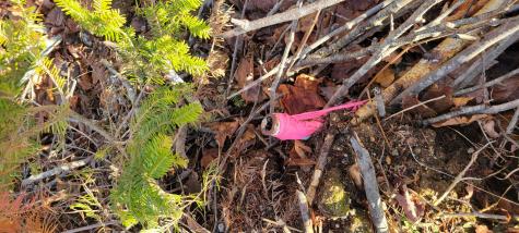 17-1 Sugar Hill Road Eastbrook ME 04634