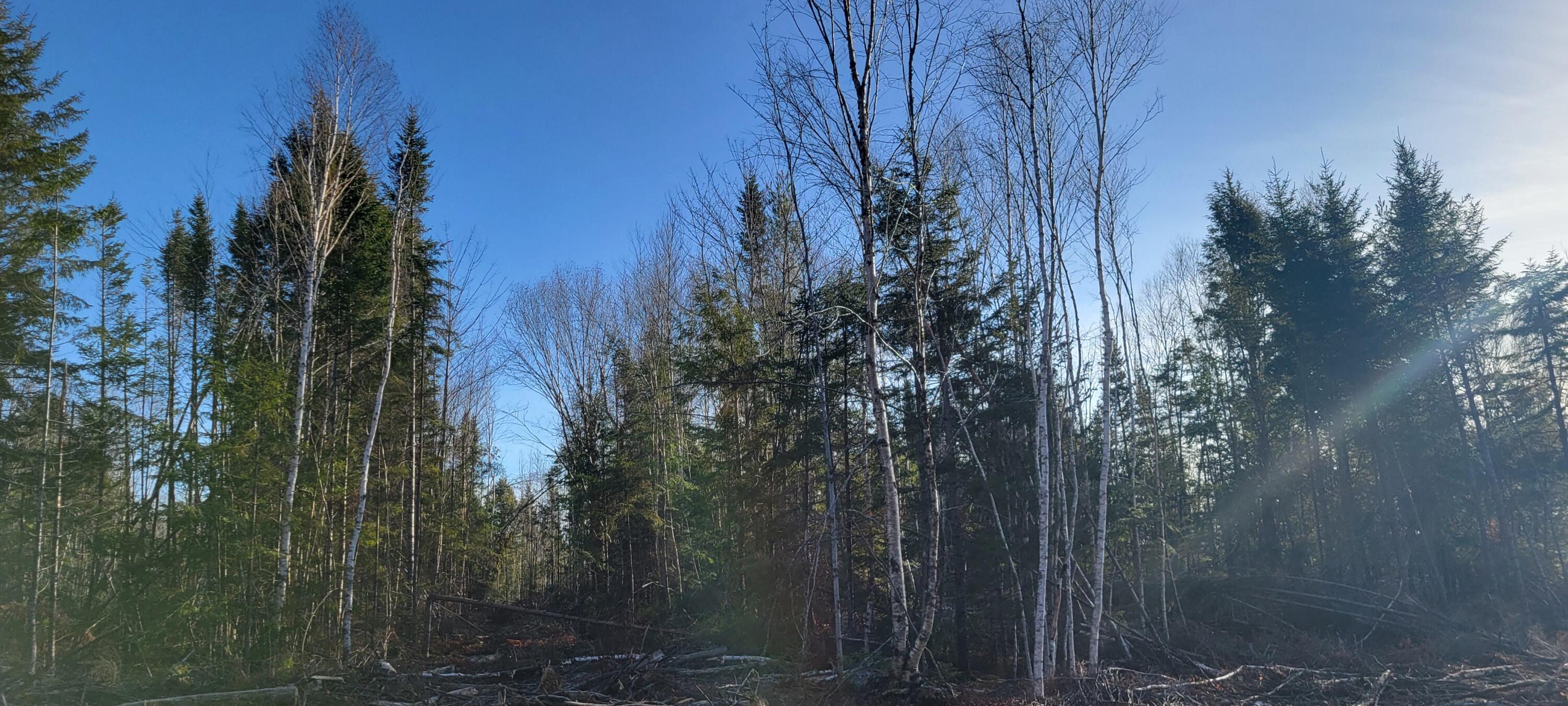 17-1 Sugar Hill Road Eastbrook ME 04634