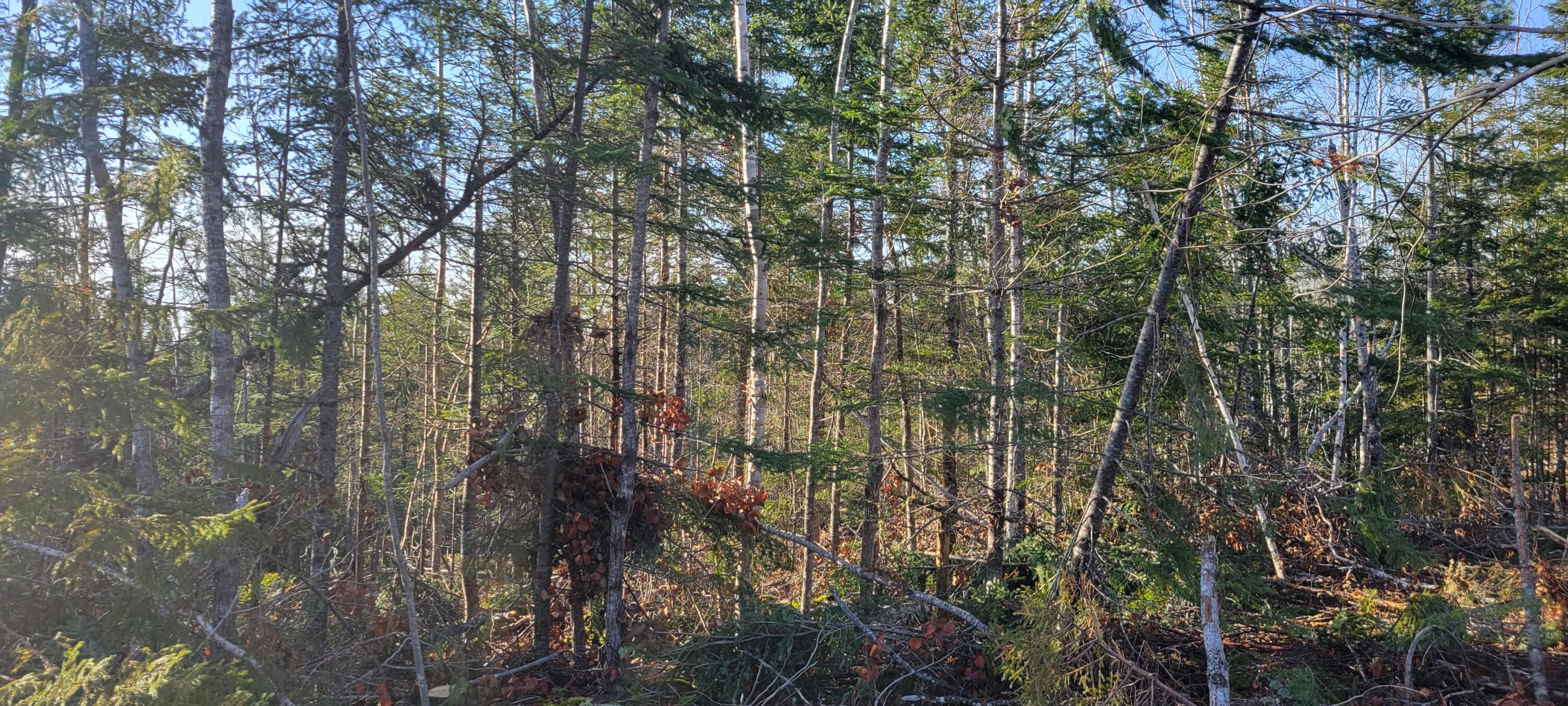 17-1 Sugar Hill Road Eastbrook ME 04634