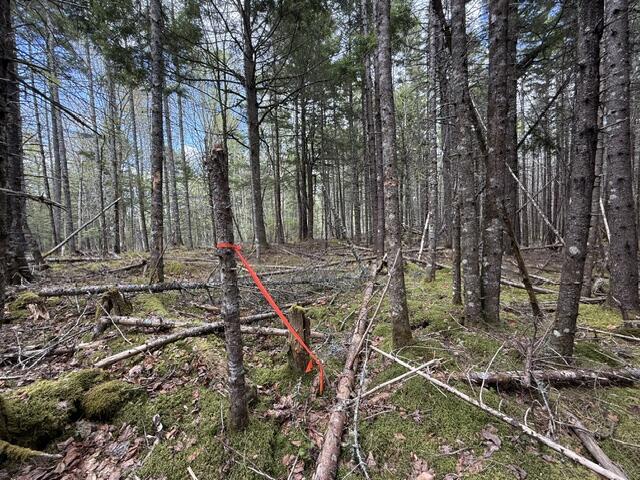 LOT12PART Old Indian Trail Road East Machias ME 04630