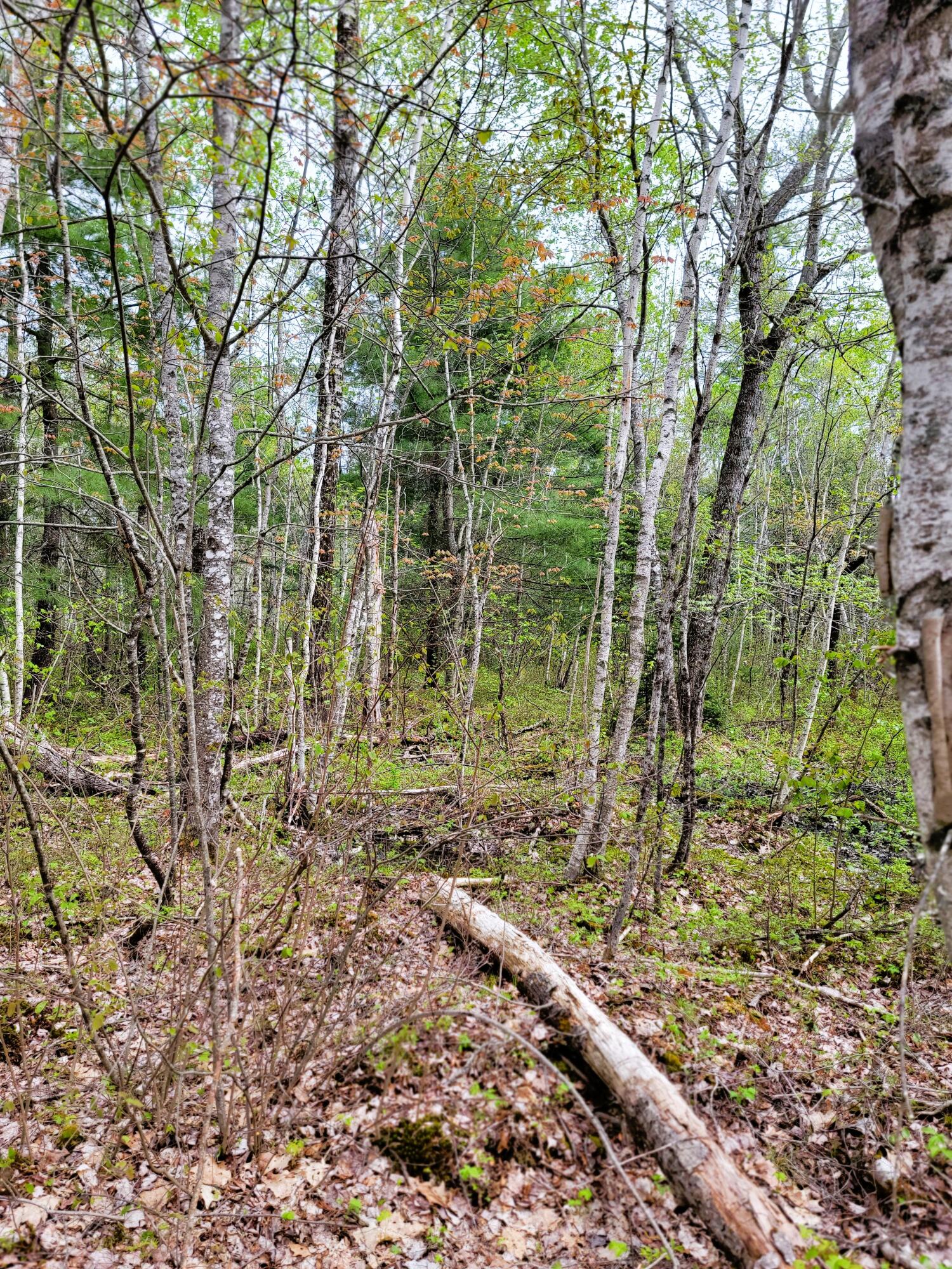 Lot 46 Lane Road Cherryfield ME 04622