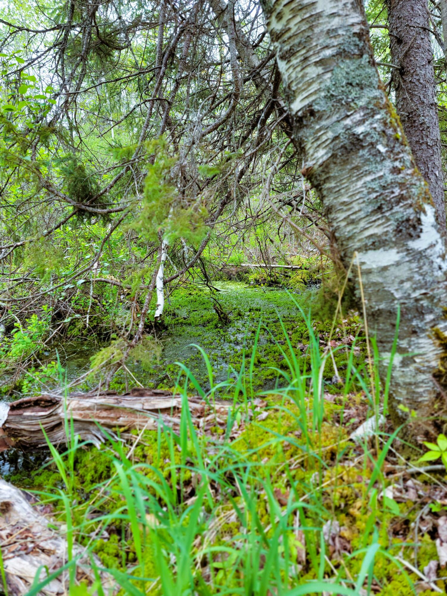 Lot 46 Lane Road Cherryfield ME 04622