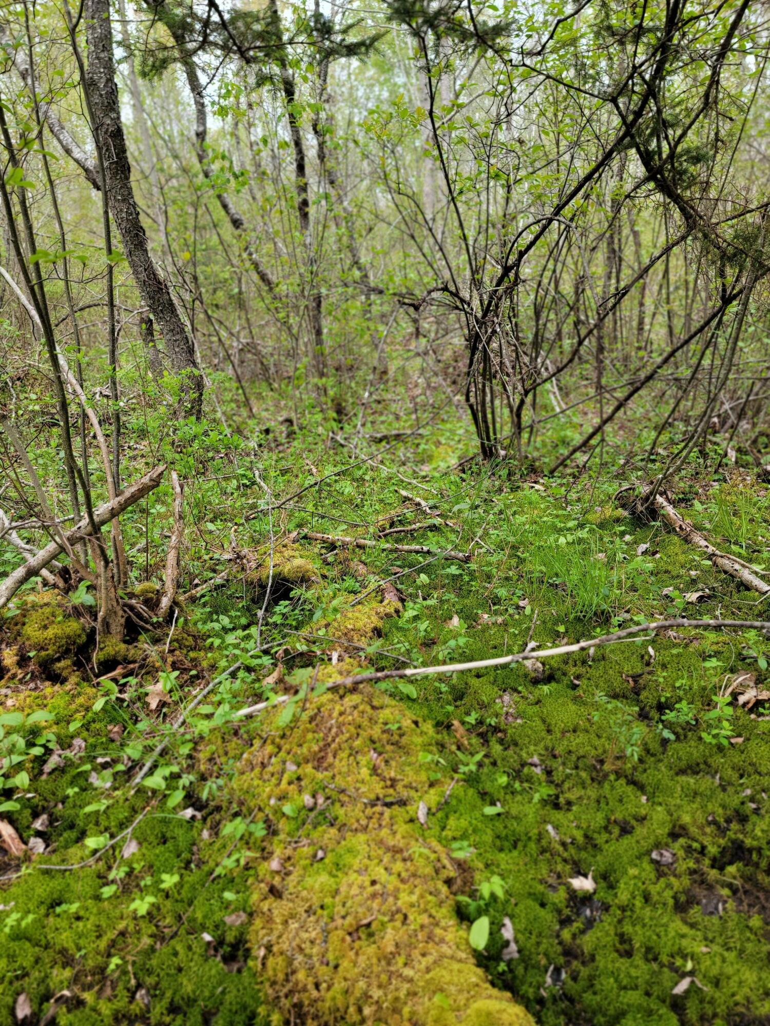 Lot 46 Lane Road Cherryfield ME 04622