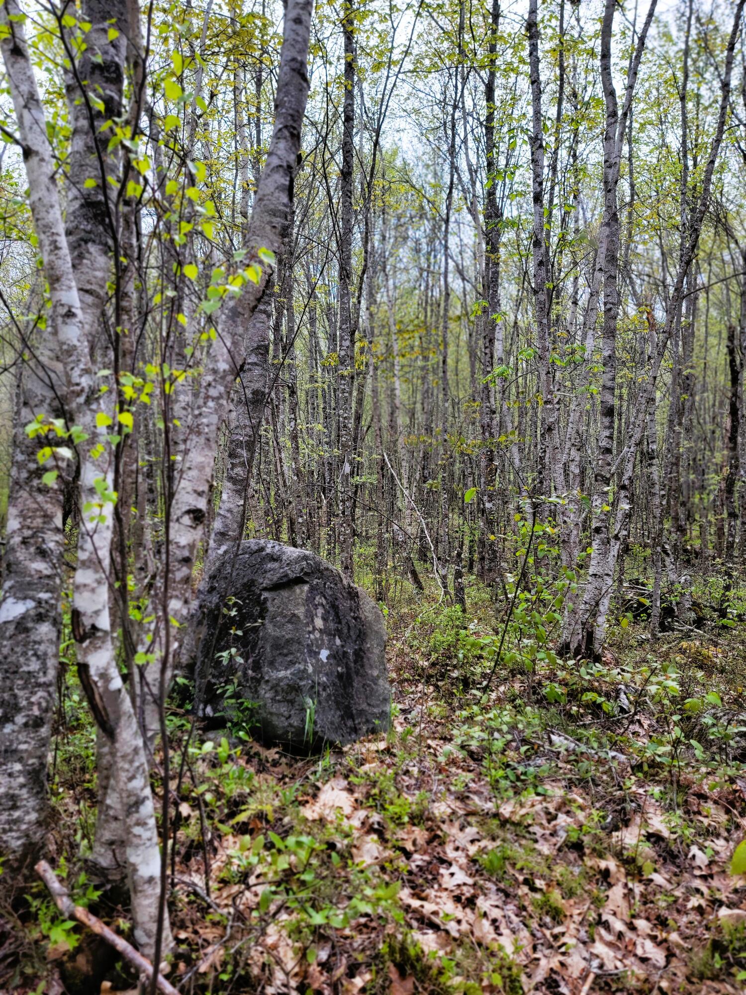 Lot 46 Lane Road Cherryfield ME 04622