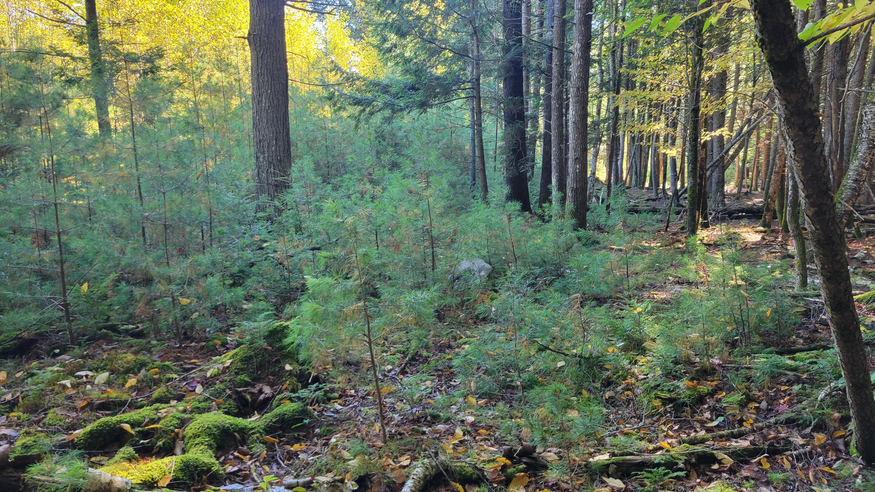 Lot 08 Sara's Way Bowdoinham ME 04008