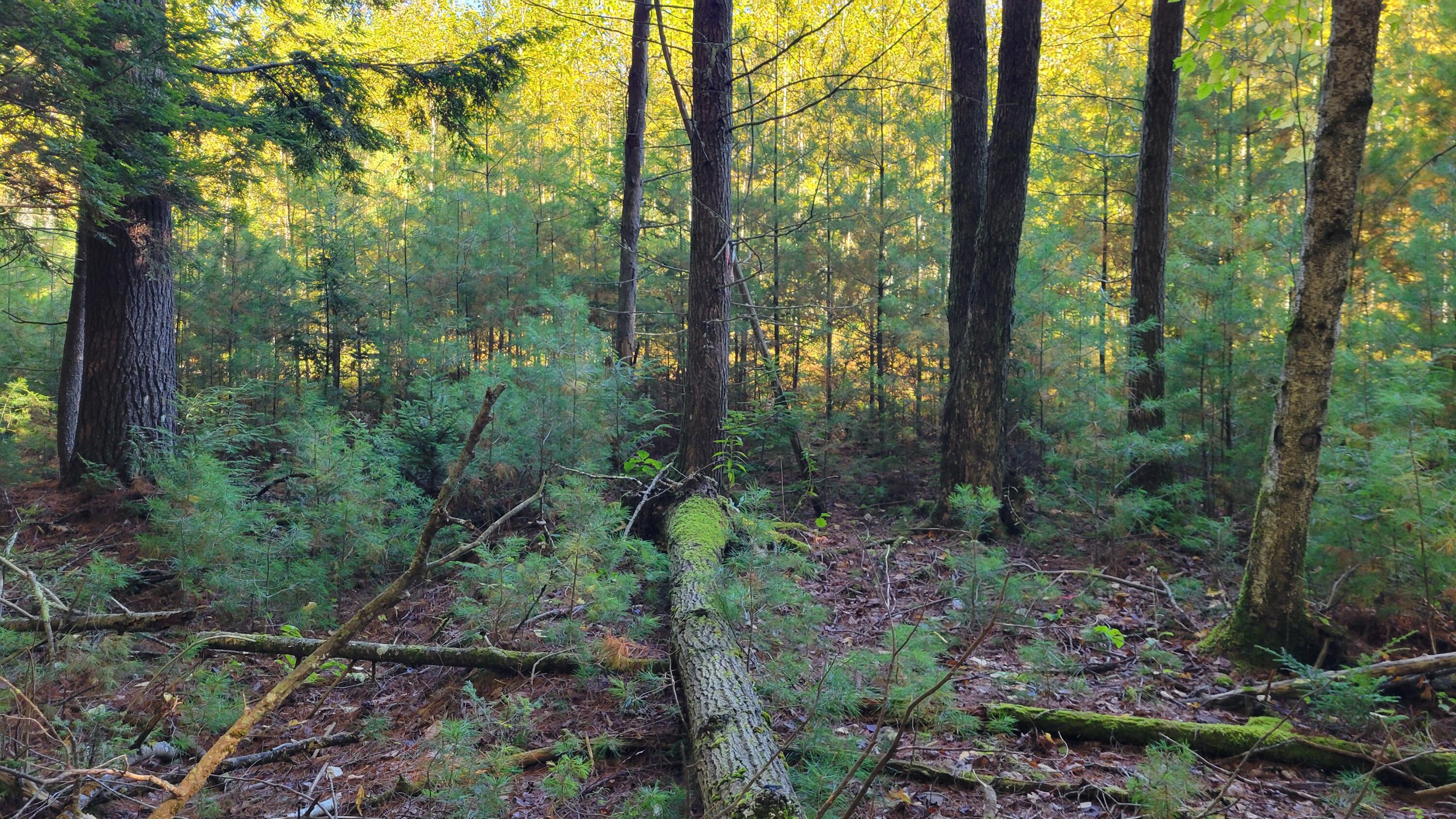 Lot 08 Sara's Way Bowdoinham ME 04008