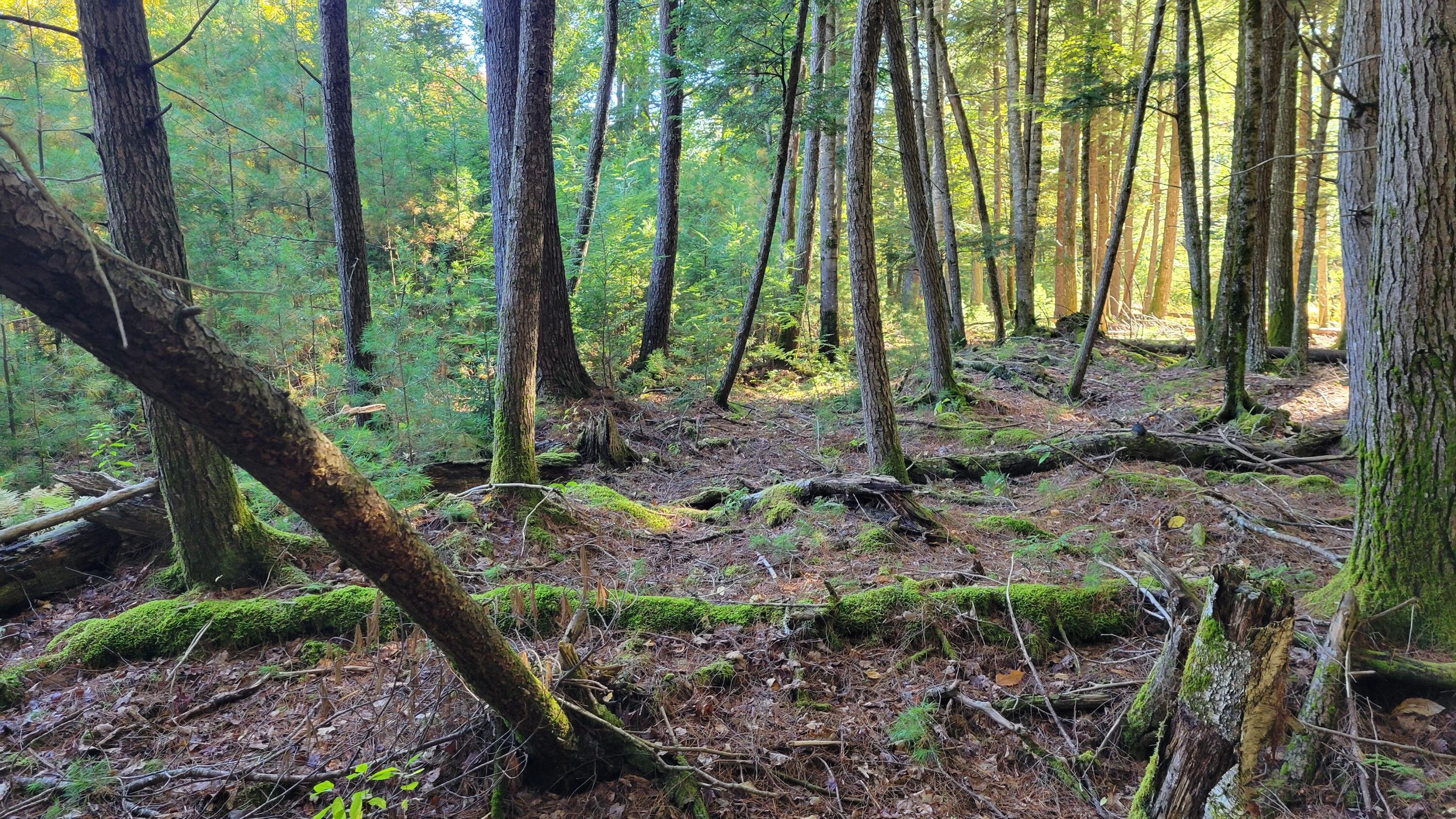 Lot 08 Sara's Way Bowdoinham ME 04008