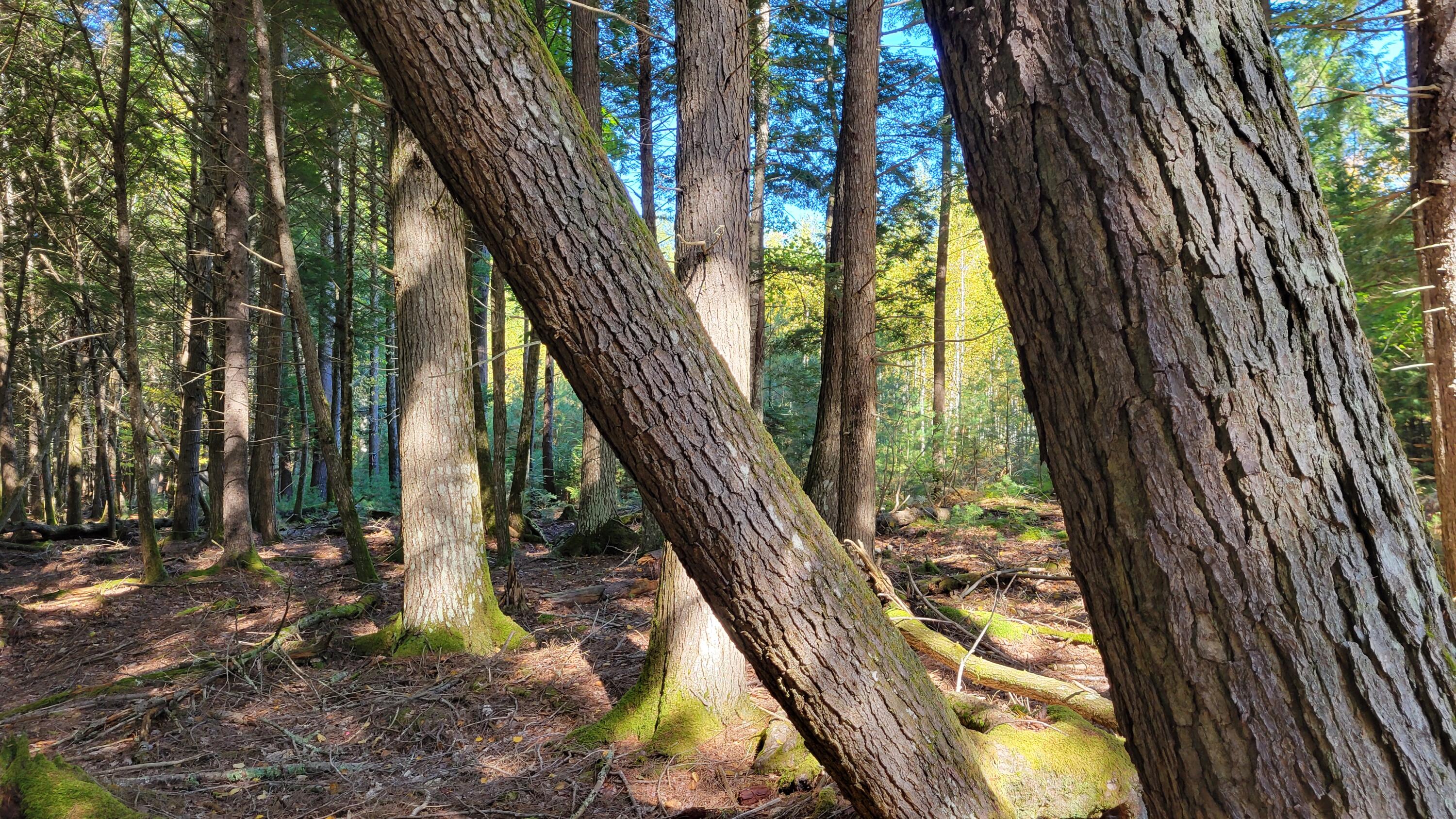 Lot 08 Sara's Way Bowdoinham ME 04008