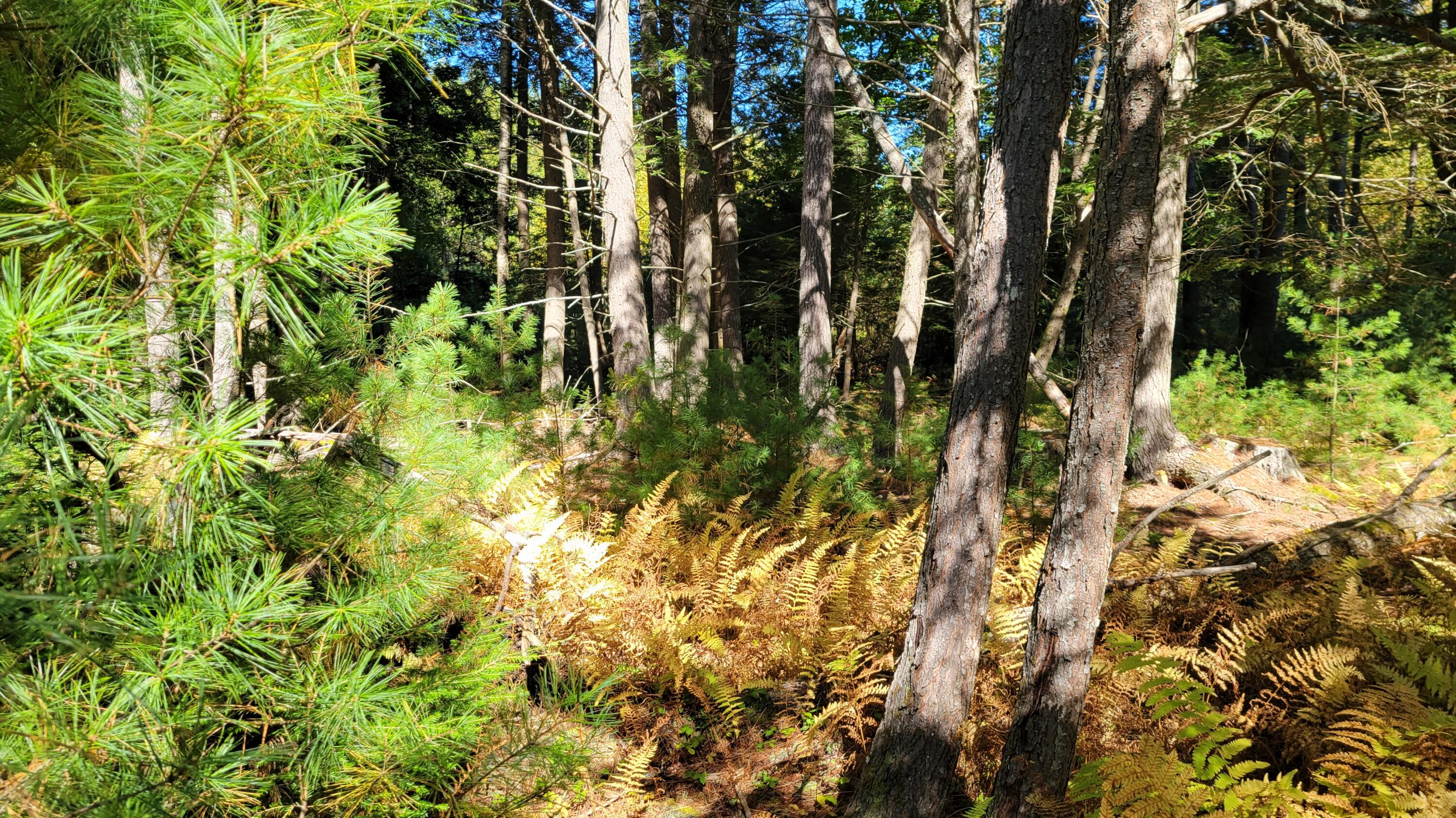 Lot 08 Sara's Way Bowdoinham ME 04008