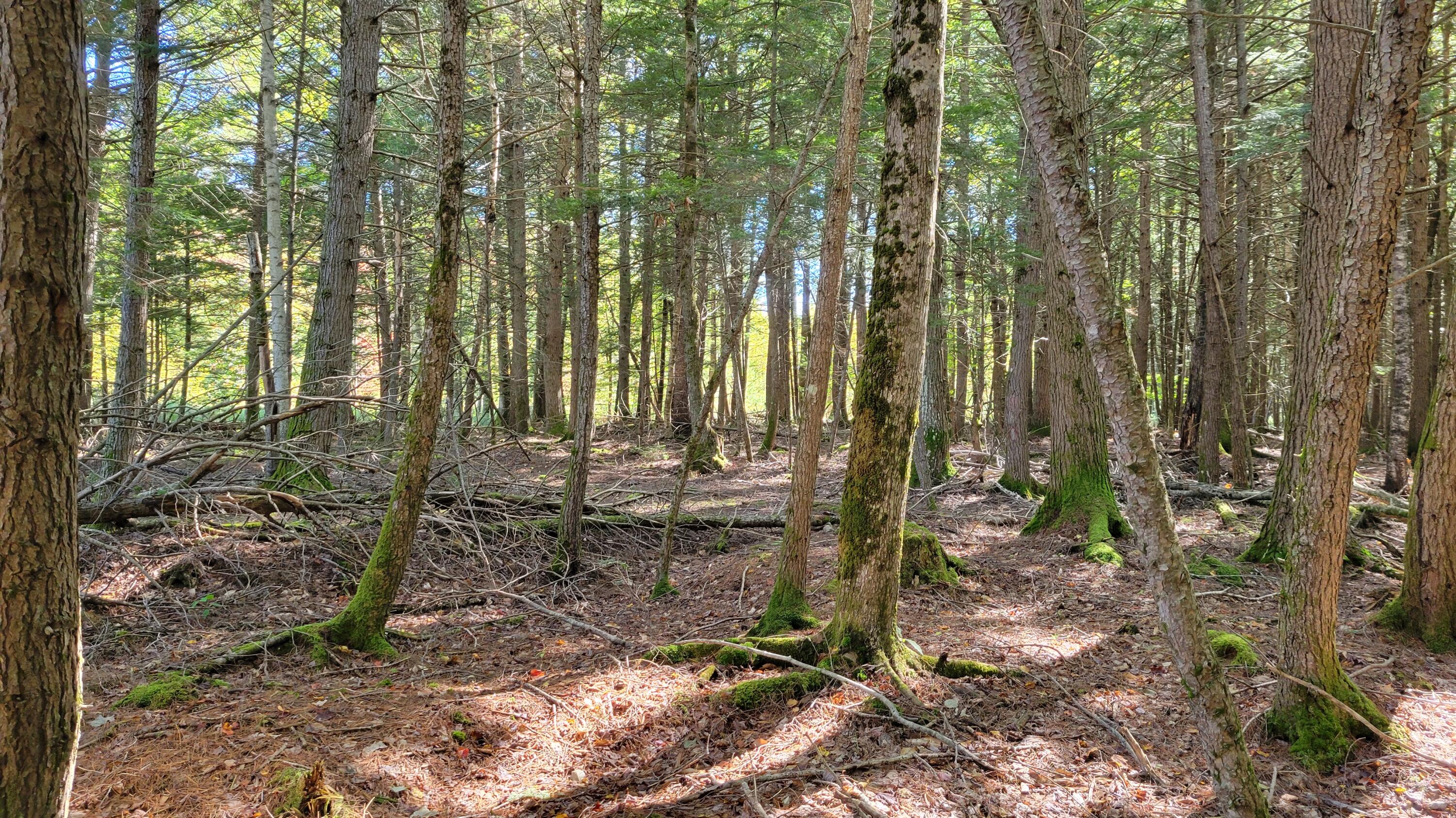 Lot 08 Sara's Way Bowdoinham ME 04008