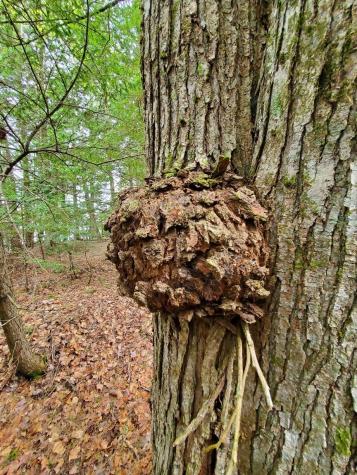 0 Blackcat Point Drive Princeton ME 04668