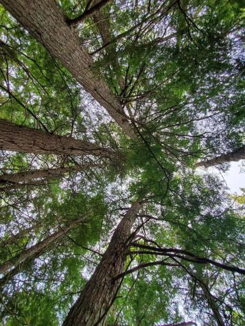 0 Blackcat Point Drive Princeton ME 04668