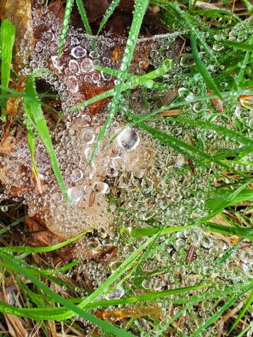 0 Blackcat Point Drive Princeton ME 04668