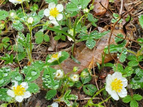 0 Blackcat Point Drive Princeton ME 04668