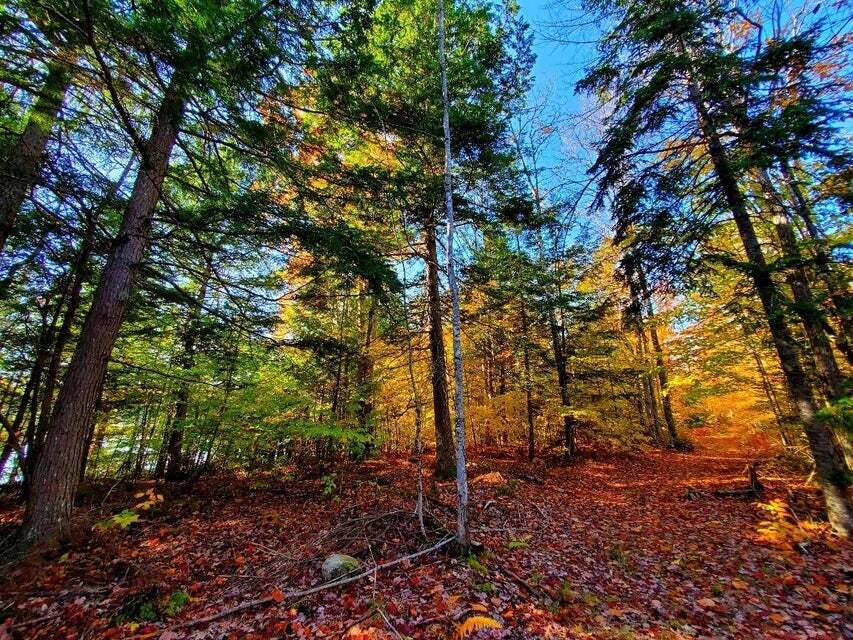 0 Blackcat Point Drive Princeton ME 04668