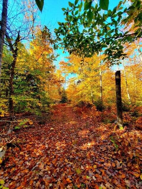 0 Blackcat Point Drive Princeton ME 04668