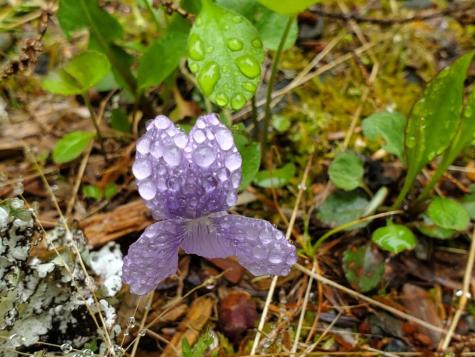 0 Blackcat Point Drive Princeton ME 04668