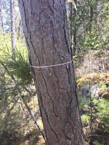 Lot 5 Spruce Mountain Lake Road Beddington ME 04622