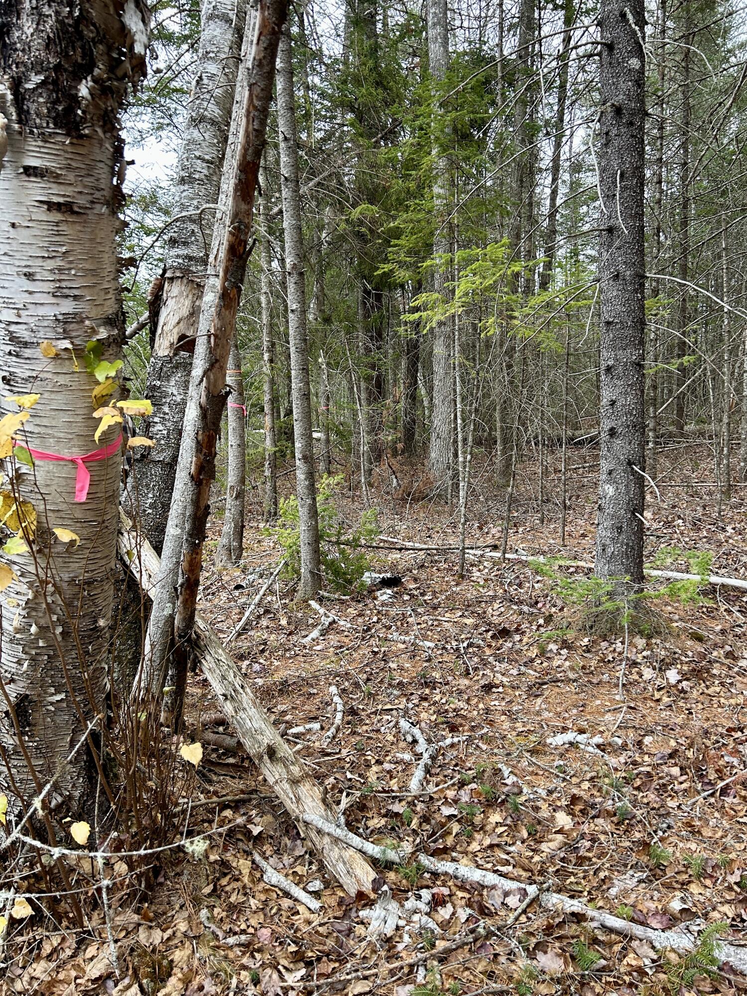 Lot 2 Nancy's Lane Otis ME 04605