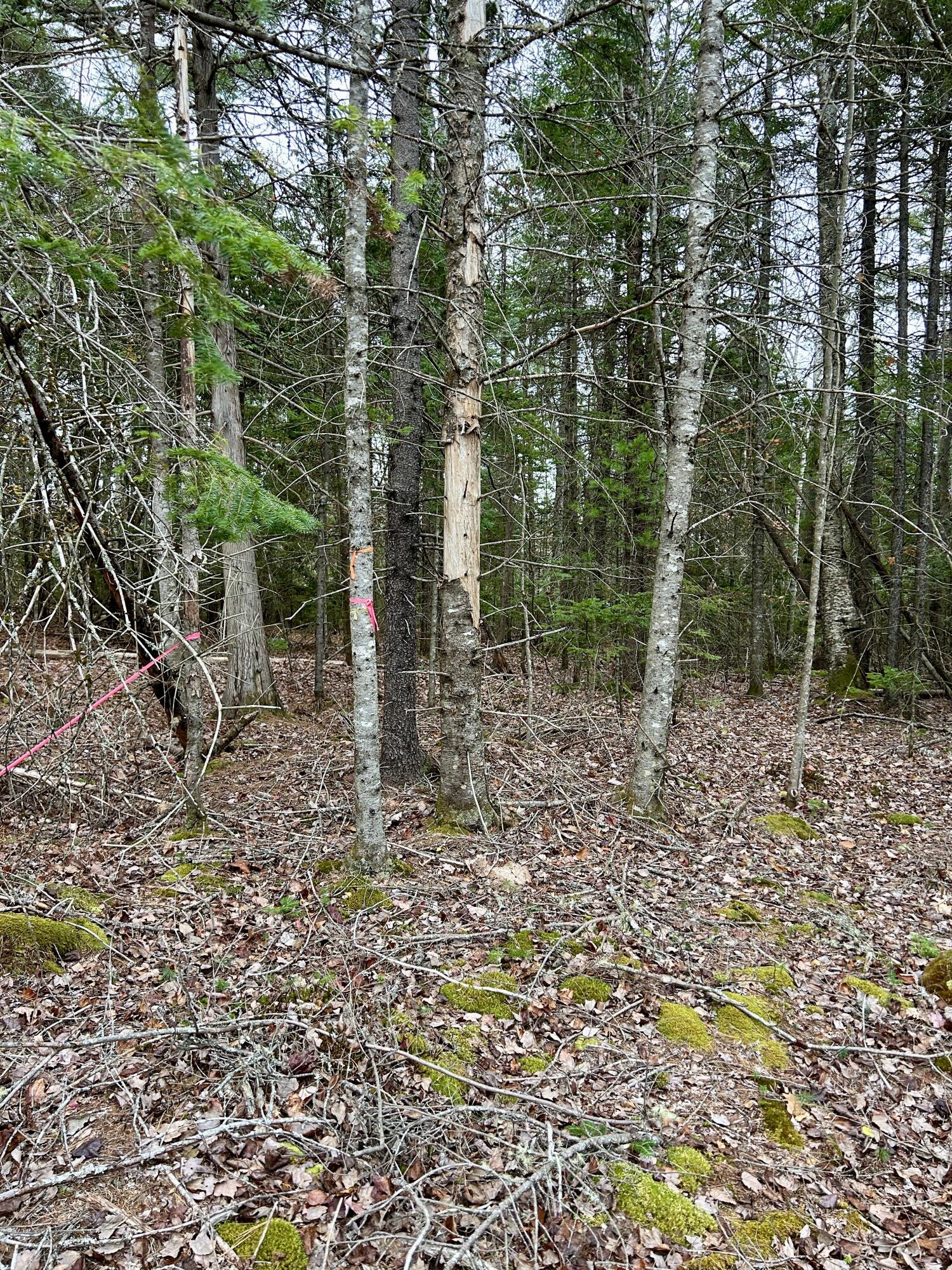 Lot 2 Nancy's Lane Otis ME 04605