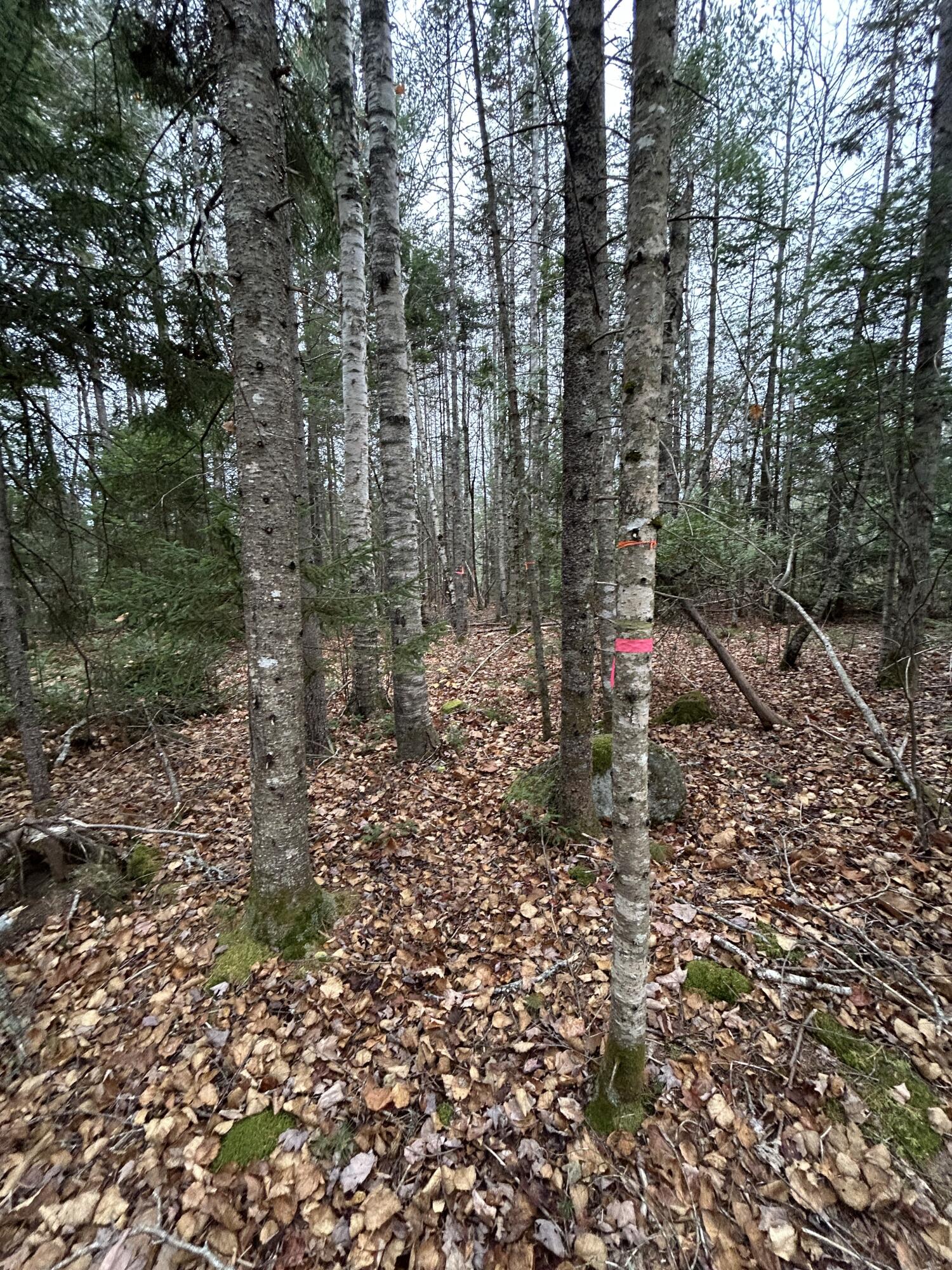 Lot 2 Nancy's Lane Otis ME 04605