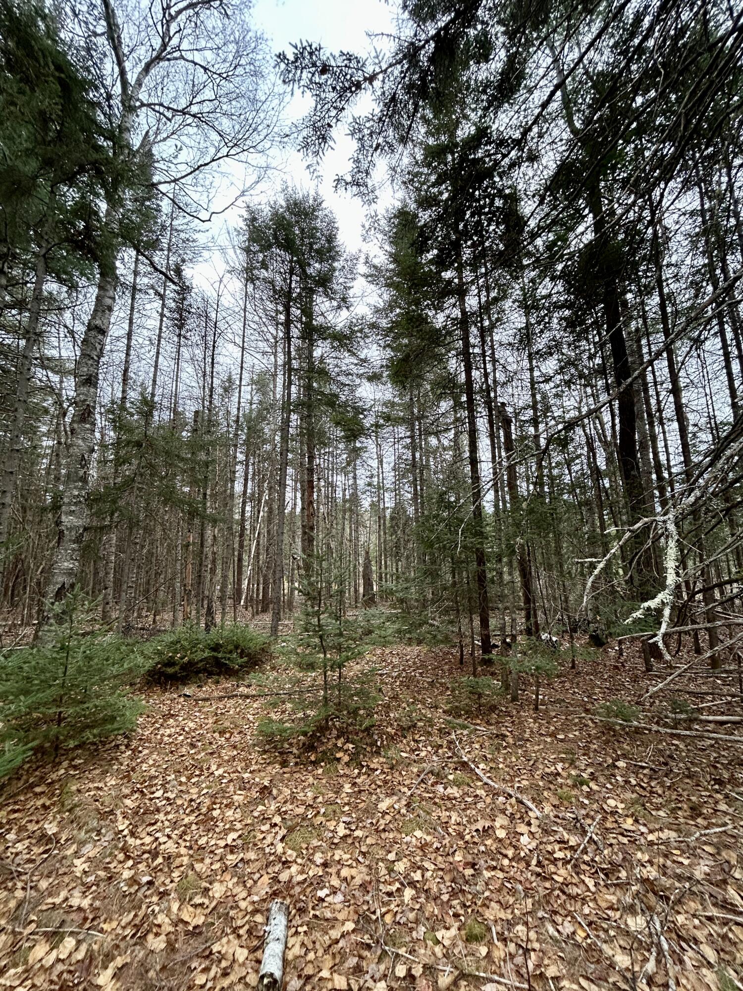 Lot 2 Nancy's Lane Otis ME 04605