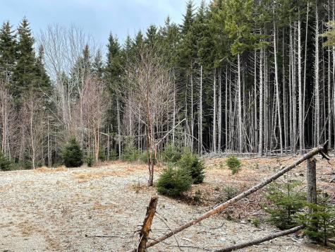 Lot 30 Pineo Road Roque Bluffs ME 04654