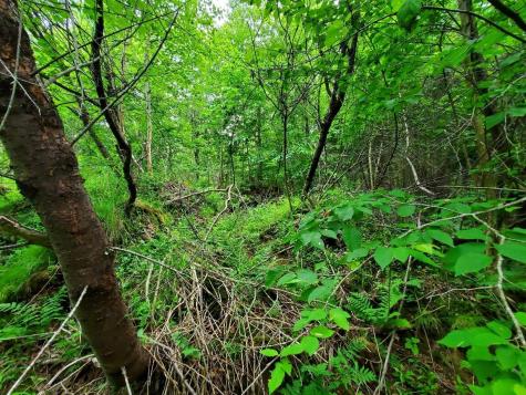 0 Mill Street Princeton ME 04668