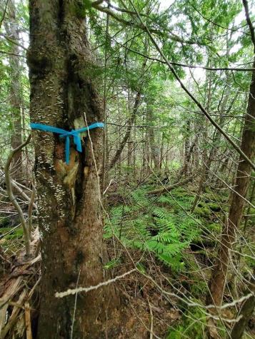 0 Mill Street Princeton ME 04668