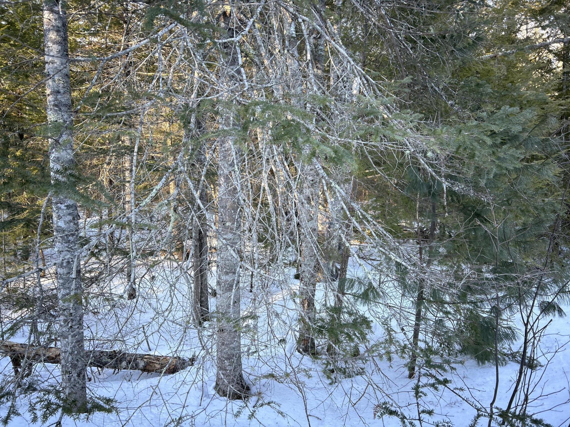 M7L22 Nelson Ridge Road N Washington ME 04574
