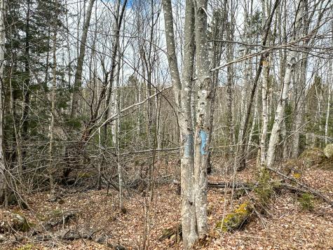 Lot 16 Upper Dobsis Road Lakeville ME 04487
