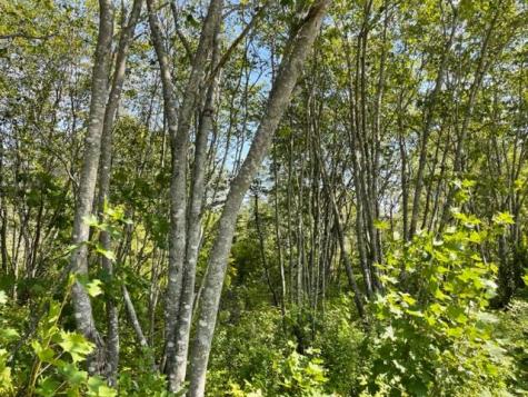 Lot 9 Wilcox Road Trescott Twp ME 04652