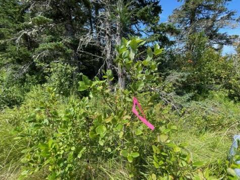 Lot 9 Wilcox Road Trescott Twp ME 04652